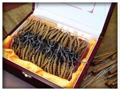 福泉冬虫夏草回收